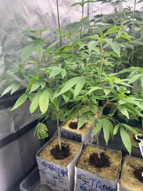 Straw Limez. Week 1