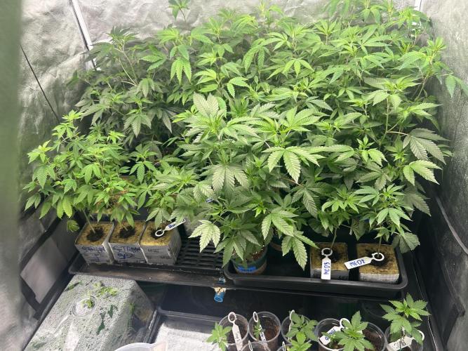 Blue Banana Cream. Week 1
