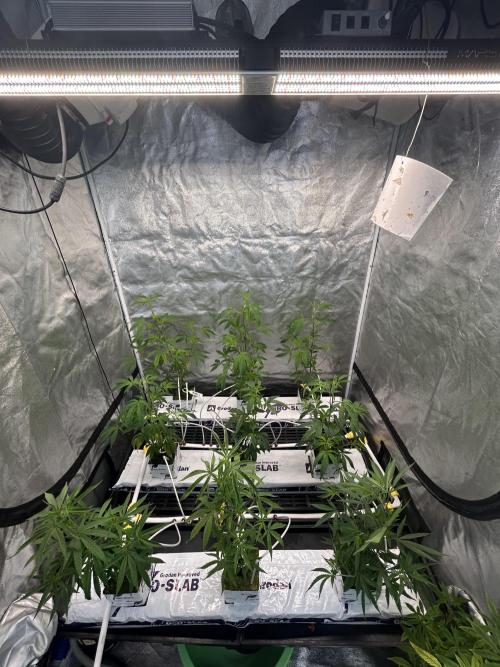 Slurricane. Week 4