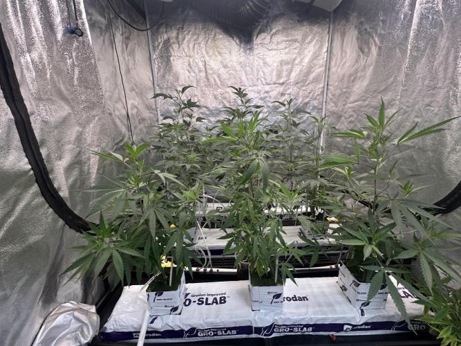 Slurricane. Week 4