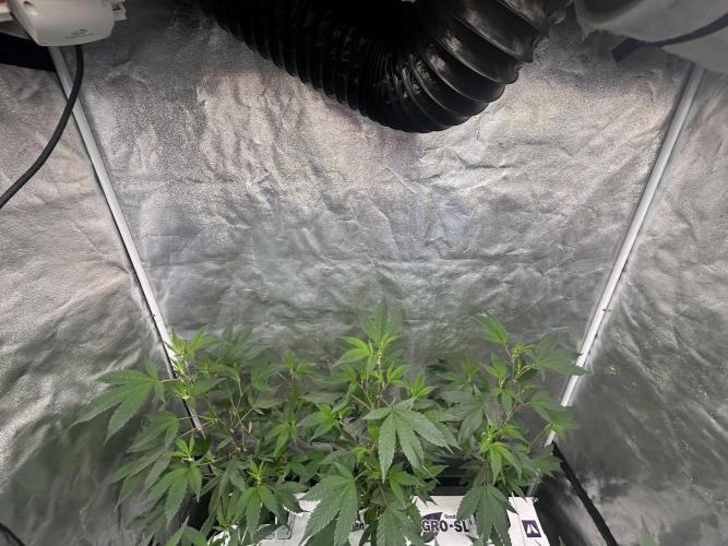 Blue Banana Cream. Week 3