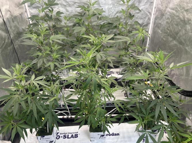 Blue Banana Cream. Week 3
