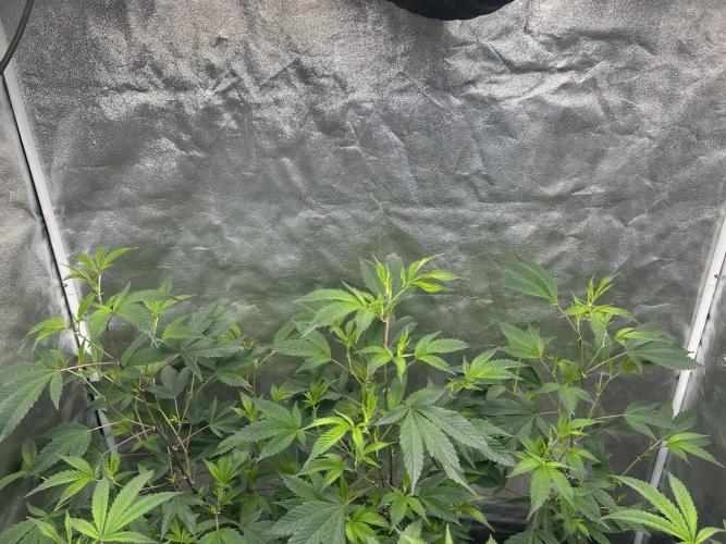 LCG x Grape Pie  Mystic Cuts. Week 1