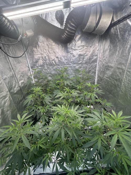 LCG x Grape Pie  Mystic Cuts. Week 1