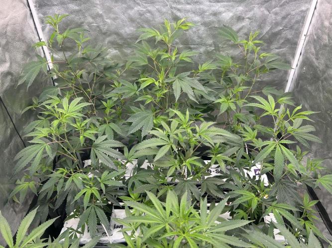 LCG x Grape Pie  Mystic Cuts. Week 1
