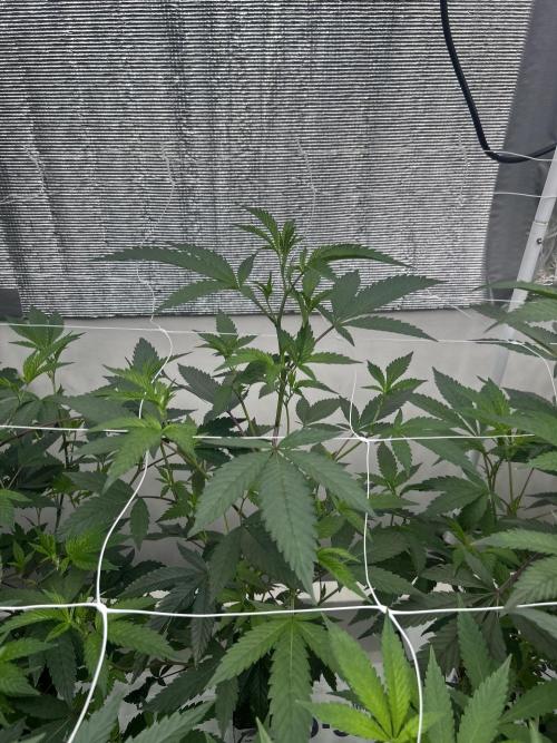 LCG x Grape Pie  Mystic Cuts. Week 1