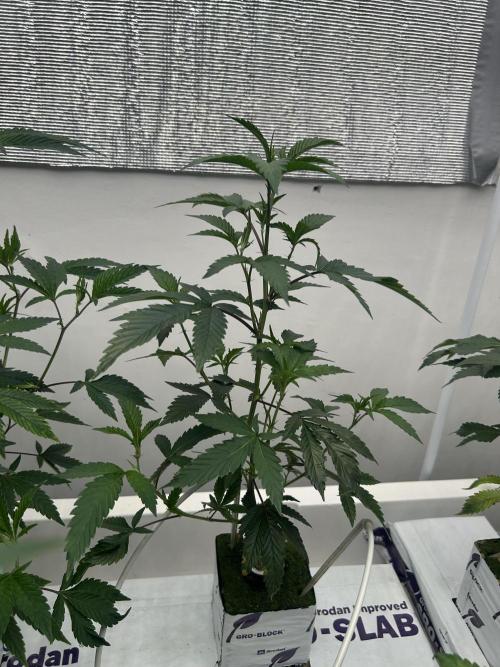 LCG x Grape Pie  Mystic Cuts. Week 1