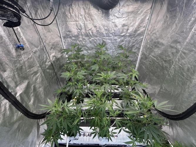 LCG x Grape Pie  Mystic Cuts. Week 1