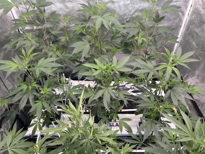 LCG x Grape Pie  Mystic Cuts. Week 1