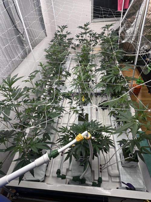Dopamine Cut. Week 1