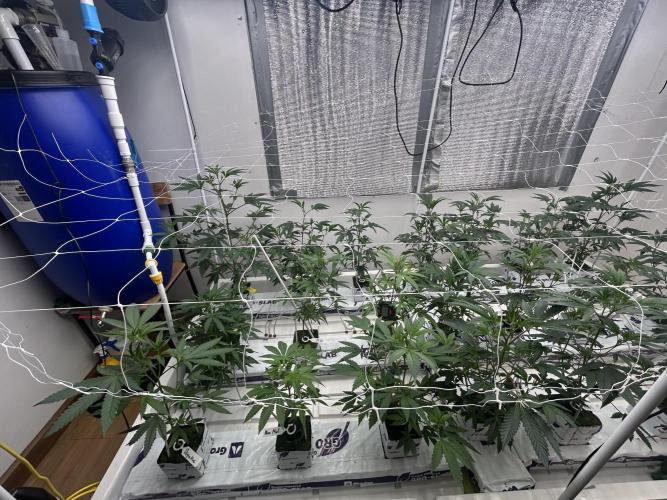 Dopamine Cut. Week 1