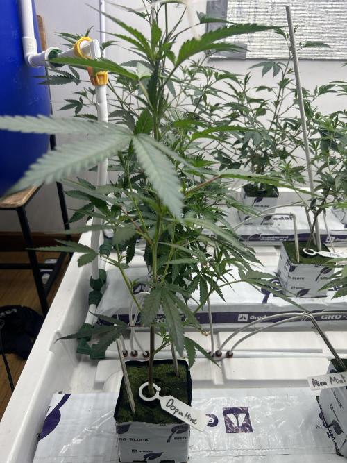 Dopamine Cut. Week 1
