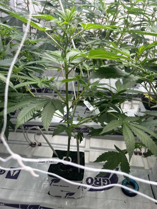 AlienMints Cut. Week 1