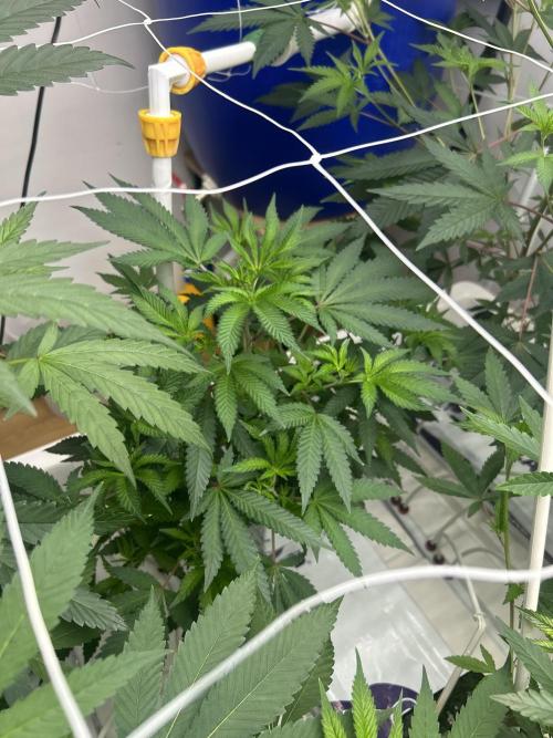 English Breakfast. Week 4