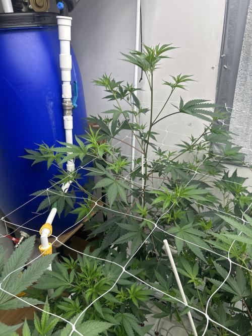 English Breakfast. Week 4