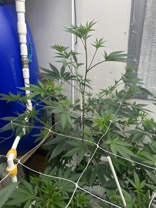English Breakfast. Week 4