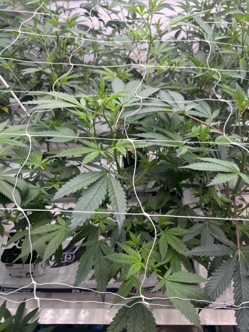 Straw Limez. Week 4