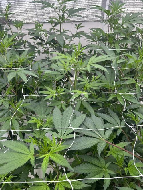 Straw Limez. Week 4