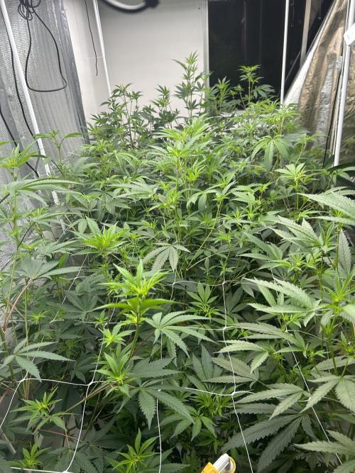 SELENE. Week 5