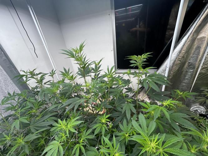 SELENE. Week 5