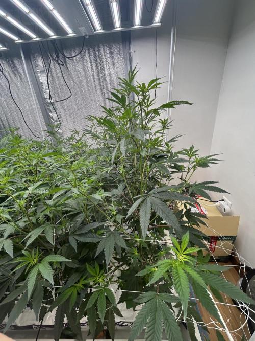 SELENE. Week 5