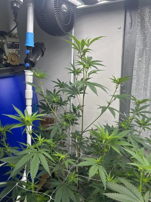 English Breakfast. Week 5
