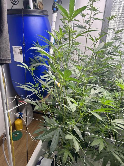 Dopamine Cut. Week 2