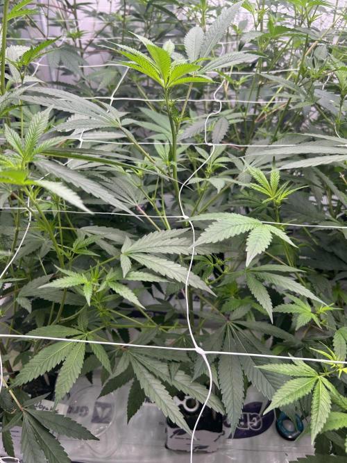AlienMints Cut. Week 2