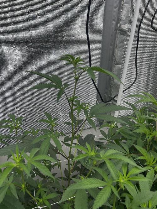 LCG x Grape Pie  Mystic Cuts. Week 2