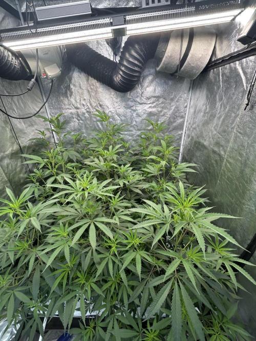Lemon Cherry Gelato bx2. Week 4