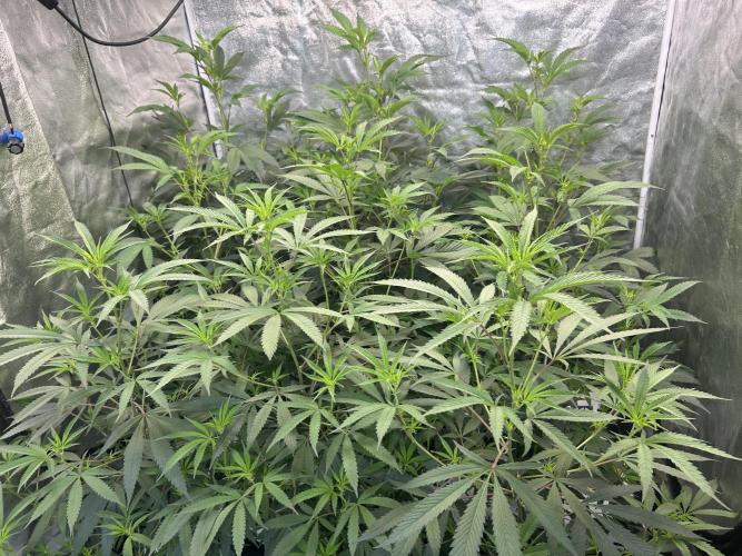 Slurricane. Week 5