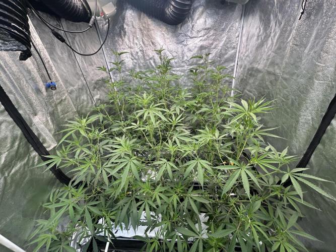 Slurricane. Week 5