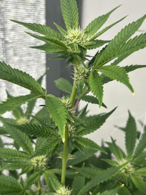 SELENE. Week 7