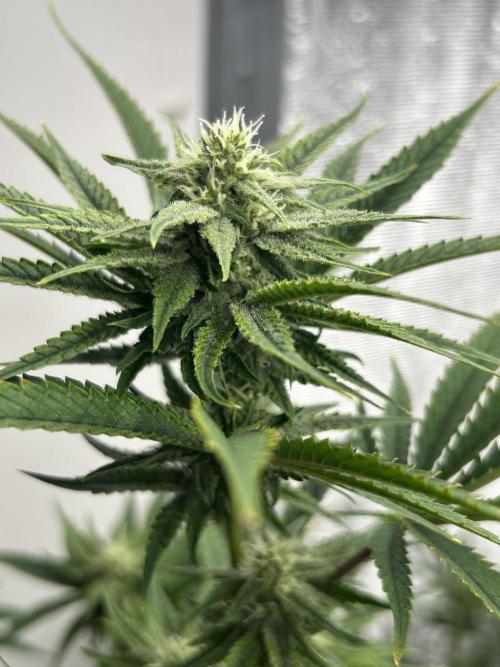 English Breakfast. Week 7