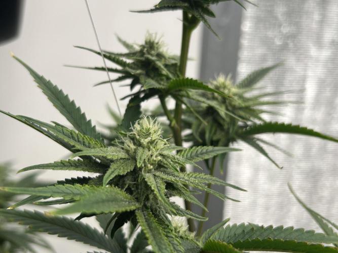 Pink Cheddar xTaco Colada. Week 7