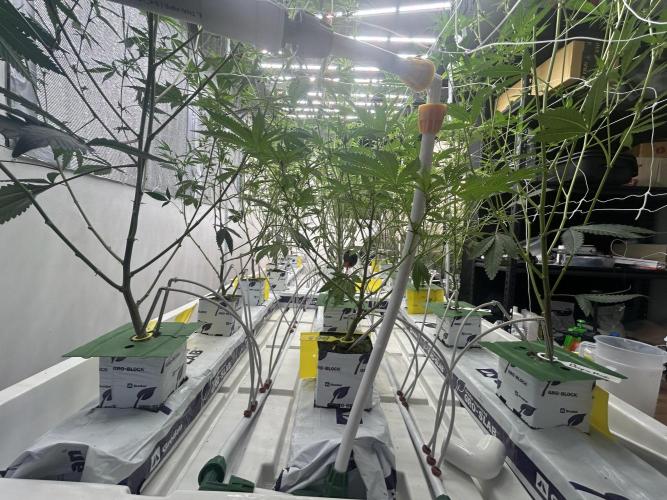 Straw Limez. Week 7