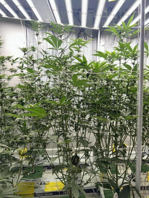 Straw Limez. Week 7