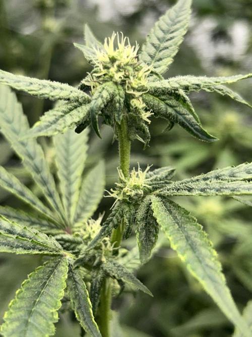 Straw Limez. Week 7