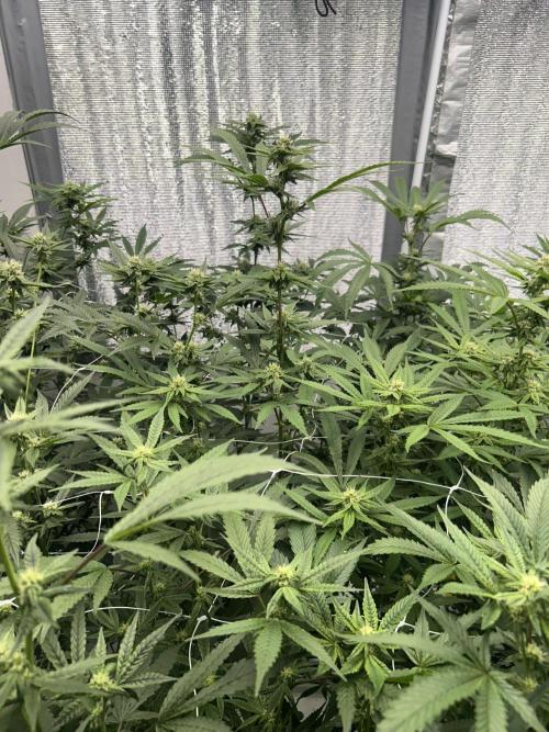 Straw Limez. Week 7