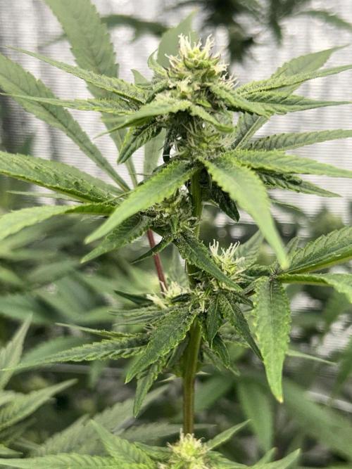 Straw Limez. Week 7