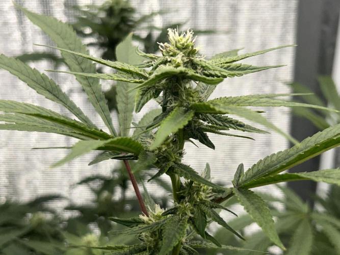 Straw Limez. Week 7