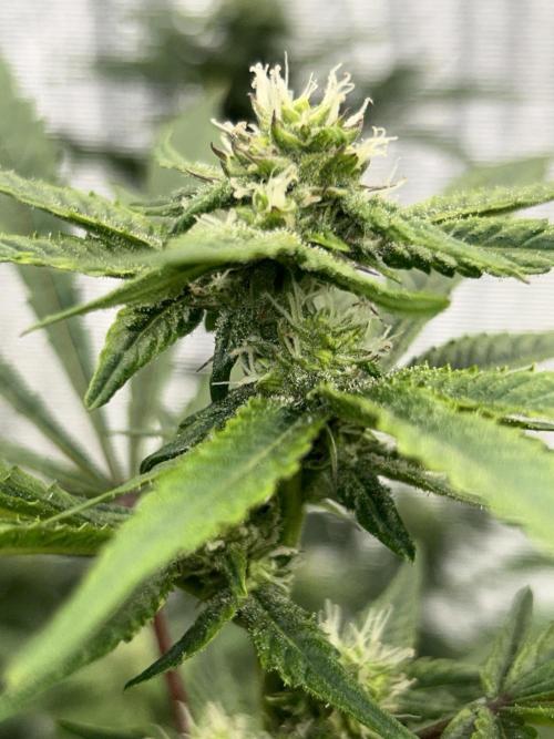 Straw Limez. Week 7