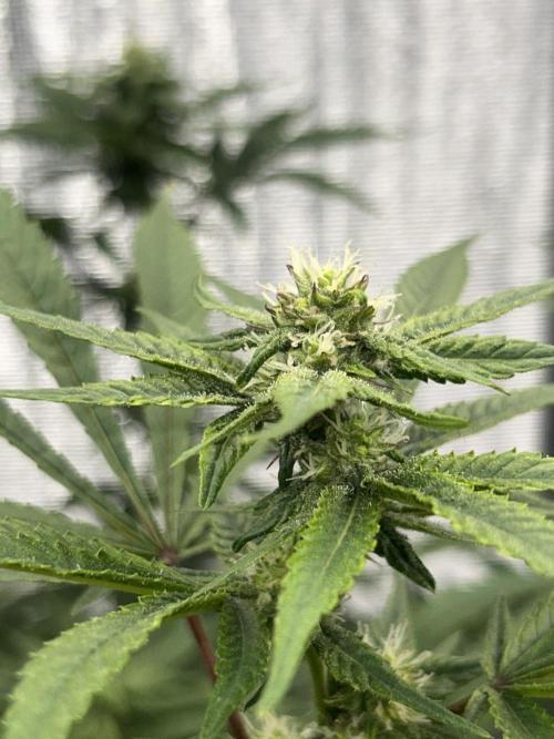 Straw Limez. Week 7