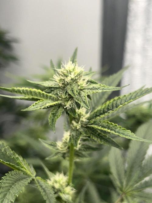 StrawberryGummies x PinkLimez. Week 7
