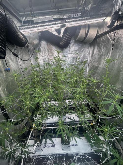 Route 65 BB Cut 2nd. Week 7
