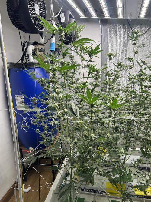 Dopamine Cut. Week 4