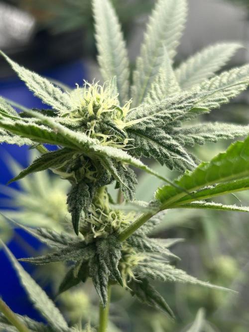 Dopamine Cut. Week 4
