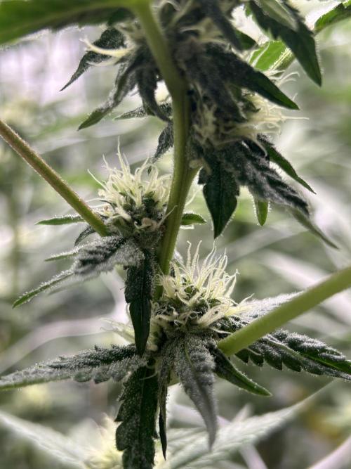 Dopamine Cut. Week 4
