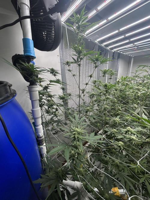 AlienMints Cut. Week 4