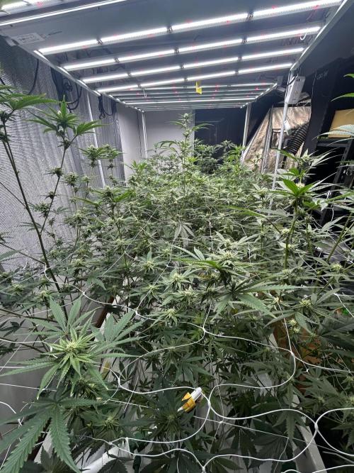 AlienMints Cut. Week 4